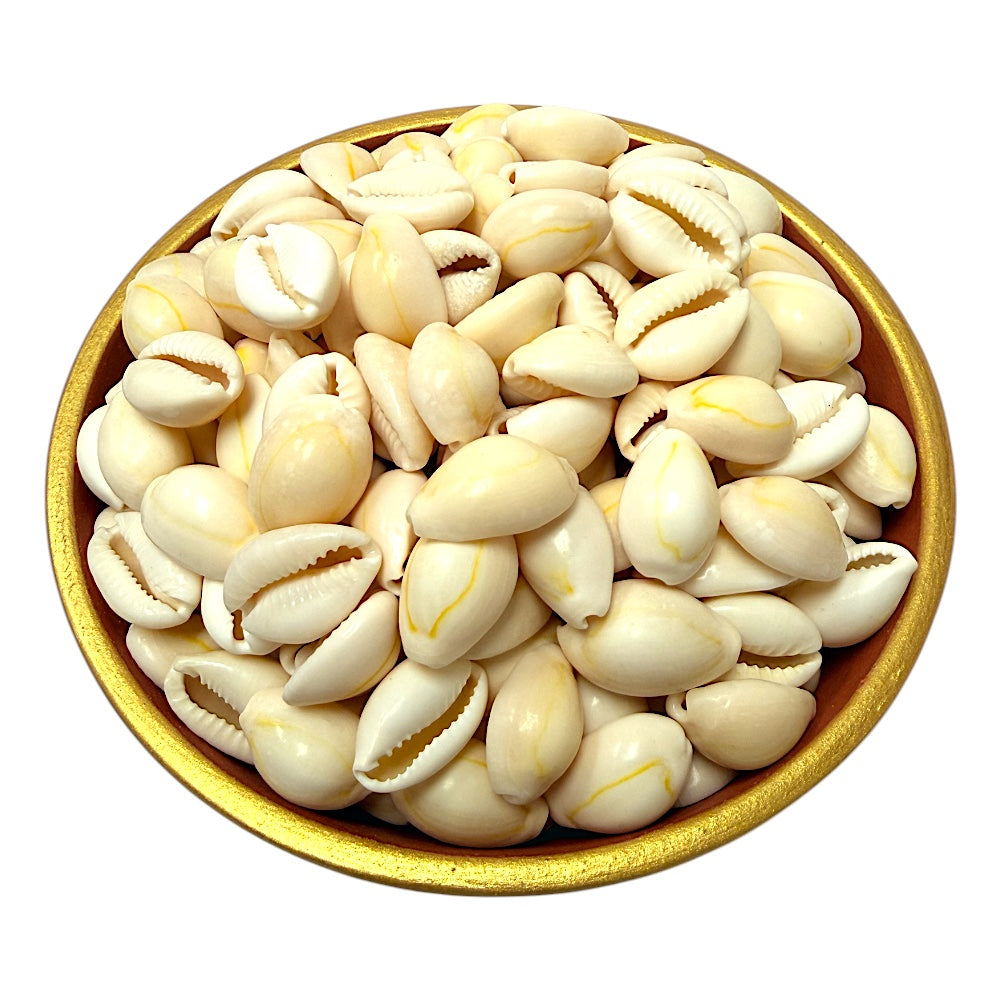 Cowrie Shells, 1 inch, 3.5oz