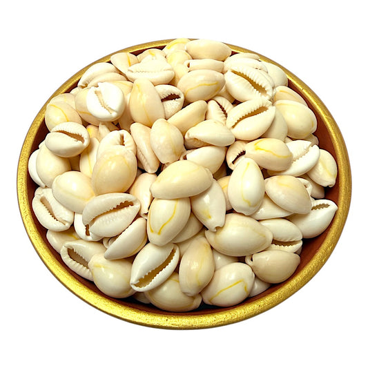 Cowrie Shells, 1 inch, 1.5oz